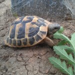 Jungtiere bei der Futtersuche