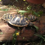 Jungtiere bei der Futtersuche