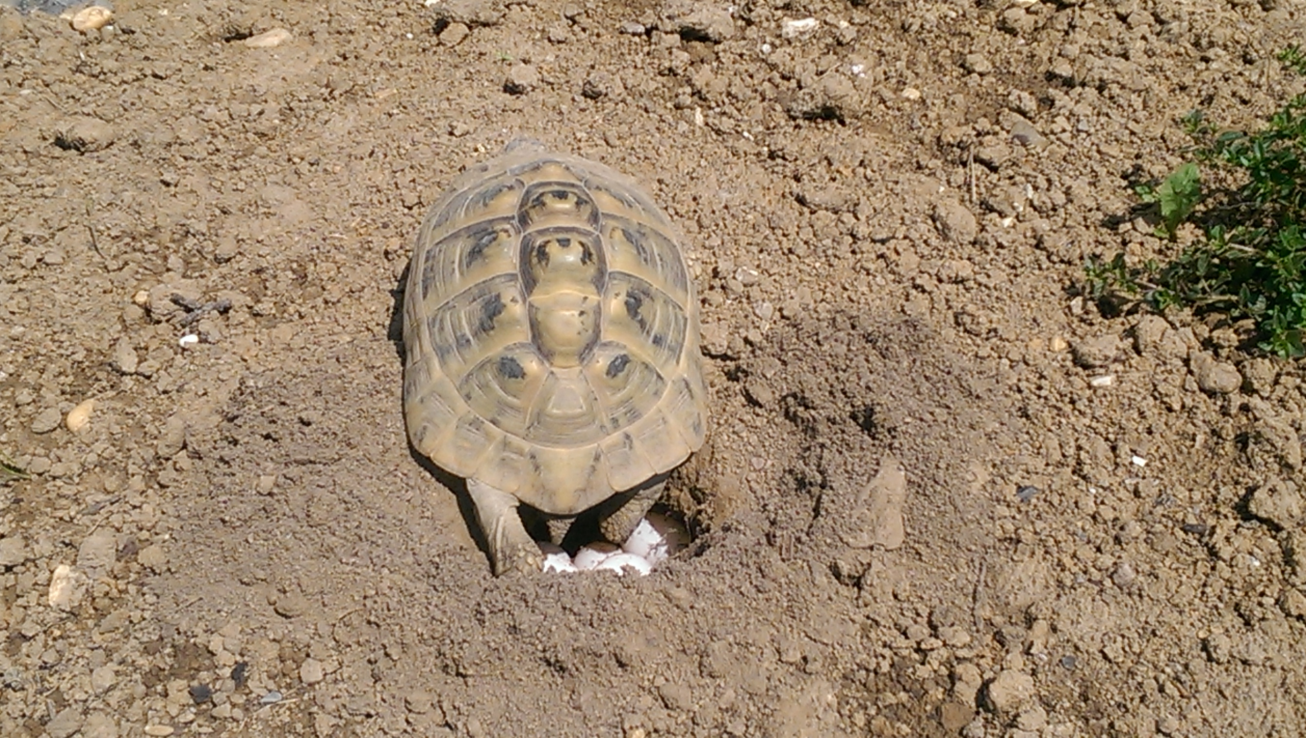 Eiablage - Testudo hermanni boettgeri