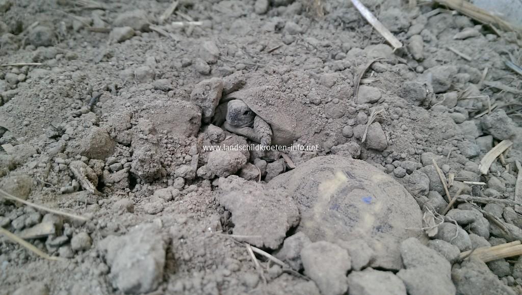 Unsere Jungtiere Anfang März - die ersten beenden ihre Winterstarre