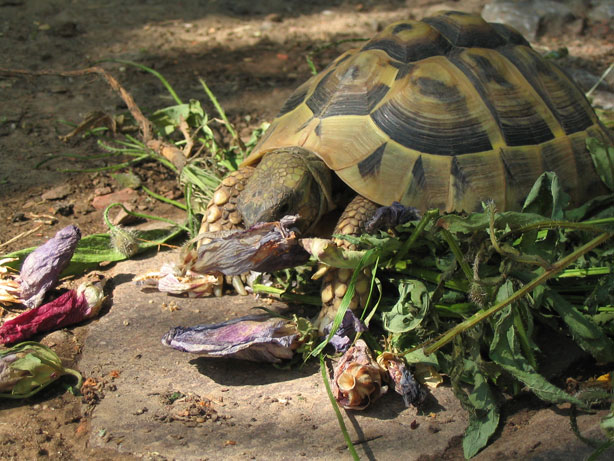 Landschildkroete frisst Malvenblueten