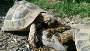 Schildkroeten fressen AGROBS Futter