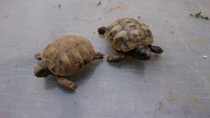 Naturbrut Griechische Landschildkröte