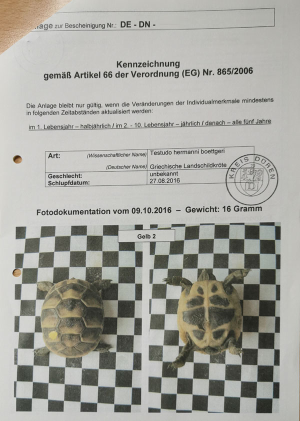 Fotodokumentation zur EU-Bescheinigung CITES für Griechische Landschildkröten