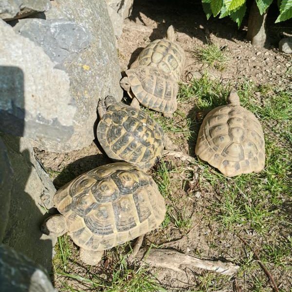 Landschildkröten in der Sonne
