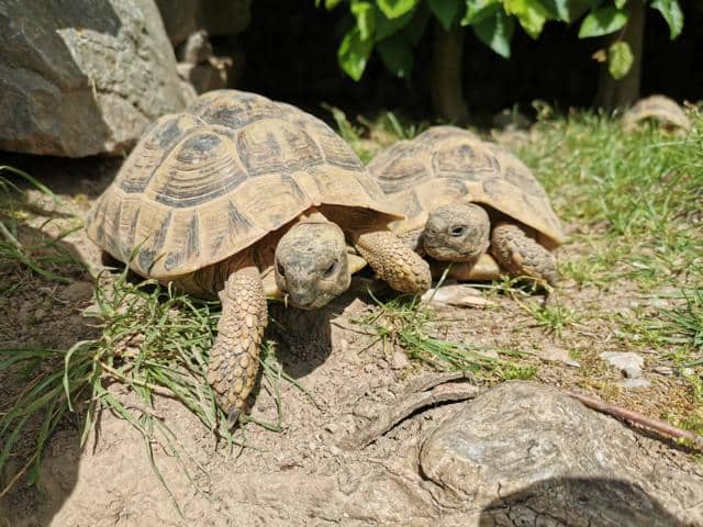 2 Landschildkröten