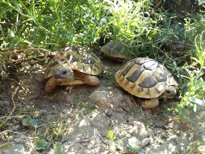 Griechische Landschildkröten werden bei uns artgerecht gehalten. Hier eine kleine Gruppe junger Schildkröten.