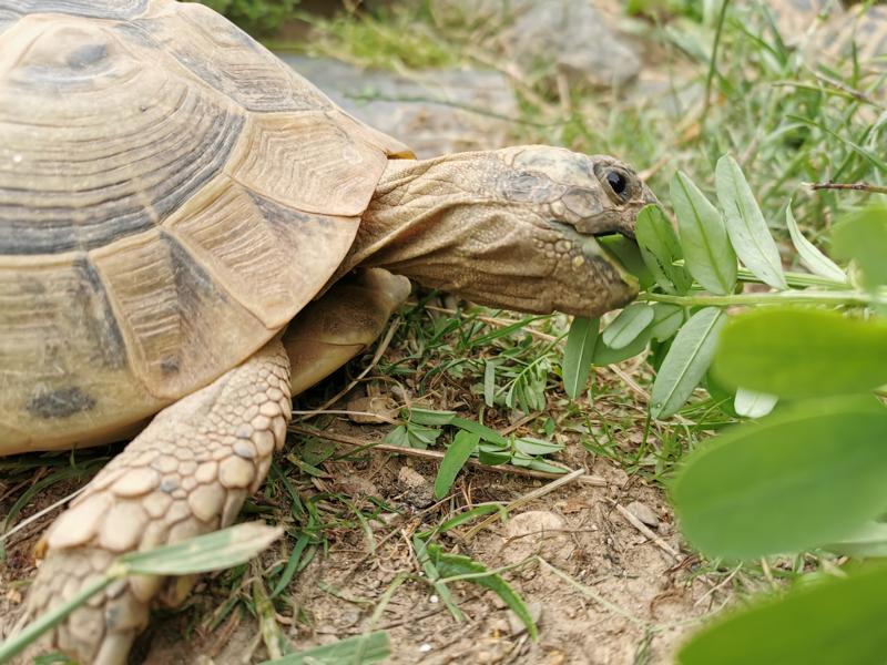 Wildkräuter als gesundes Futter für Griechische Landschildkröten