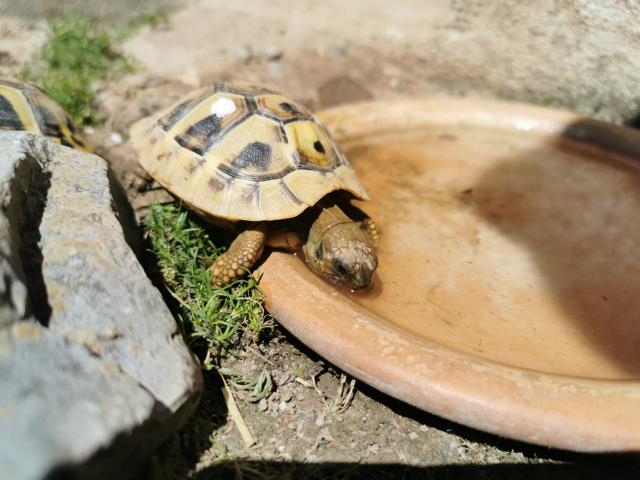 Tägliche Aufgaben in der Schildkröten Haltung. Täglich frisches Wasser