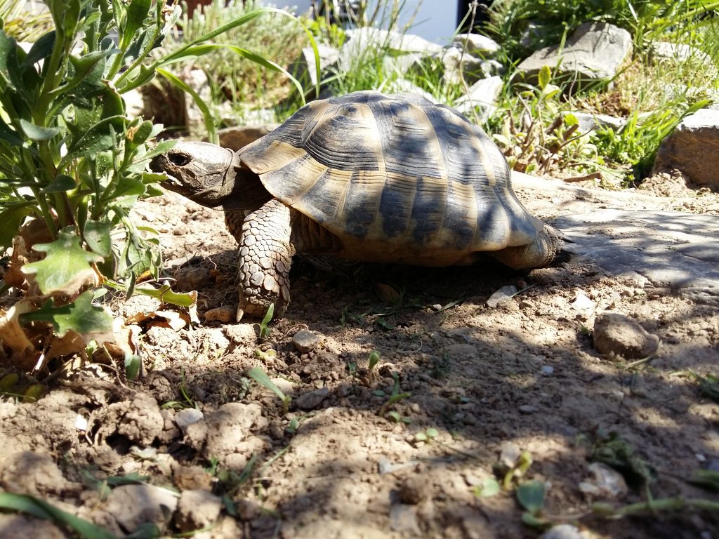 Als Informationsquelle dienen Schildkrötenbücher. Eine Landschildkröten in einem artgerechten Gehege.