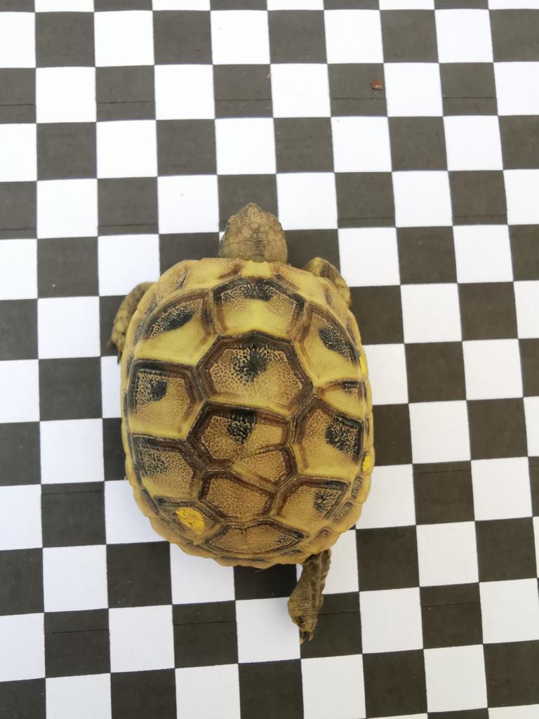 Baby aus unserer Schildkrötenzucht