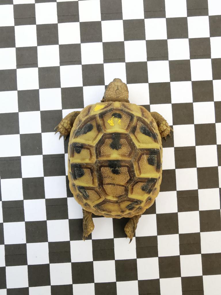 aus unserer Hobbyzucht geben wir diese wunderschöne Schildkröte ab