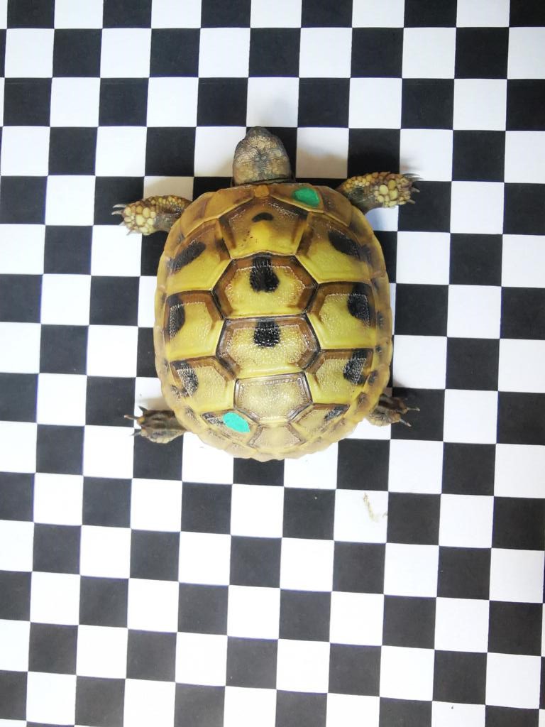Einjährige Nachzucht der Griechischen Landschildkröte