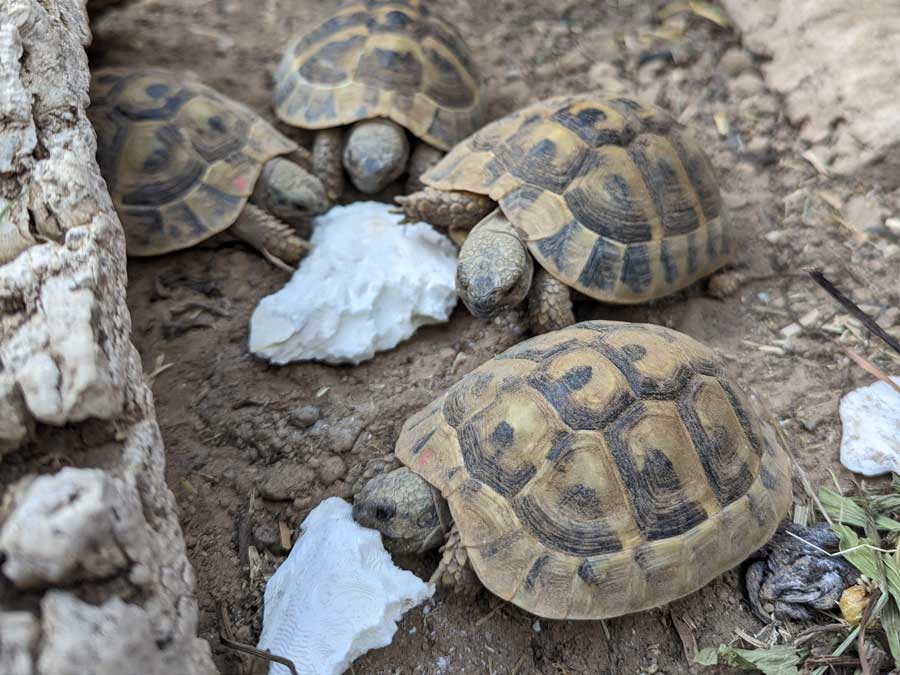 Calcium für Landschildkröten - Wichtig für die Gesundheit!