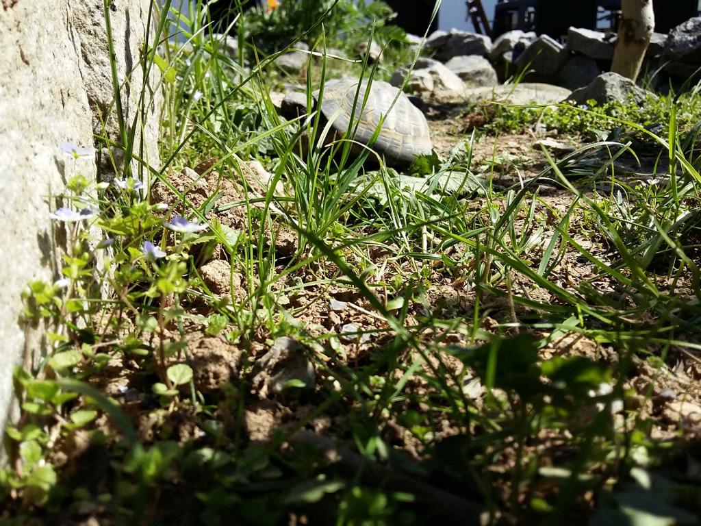 sonnige Plätze im Schildkrötengehege
