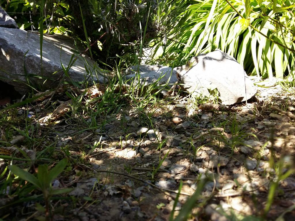 Schildkrötensicht auf das Gehege