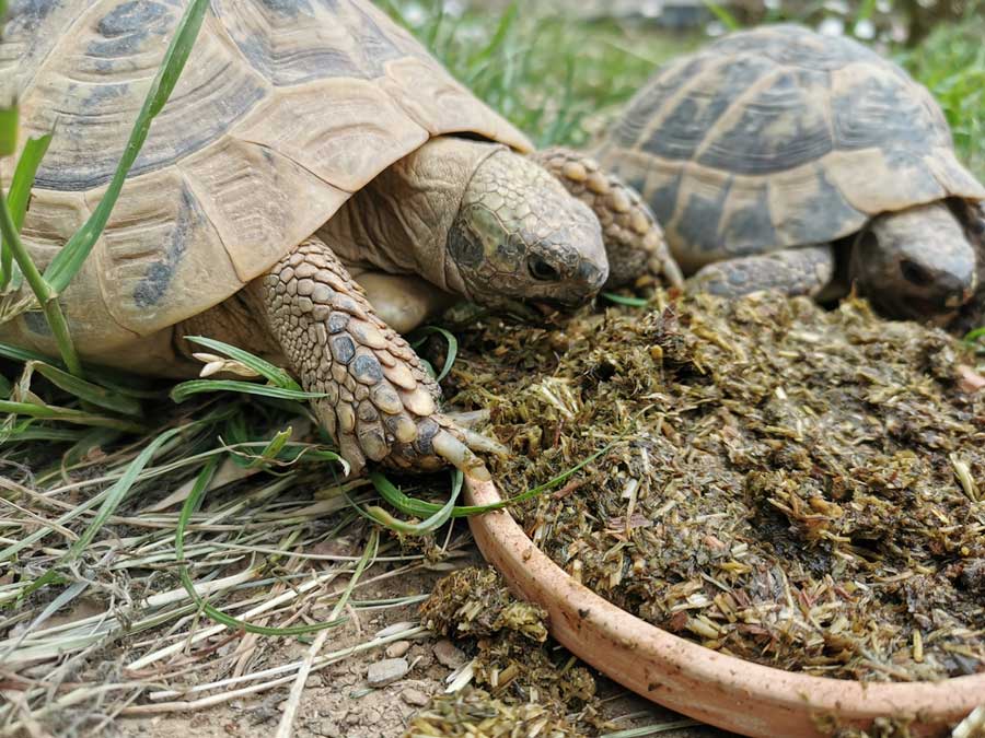 Grundfutter für Landschildkröten - Rohfaserreiches Futter