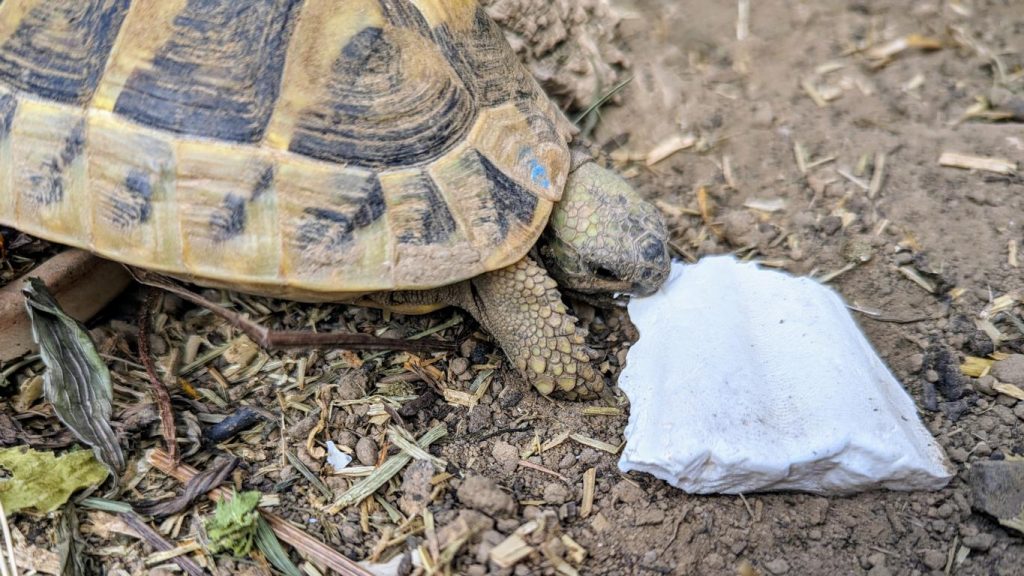 Landschildkröte frisst Sepia um ihren Kalziumbedarf zu decken