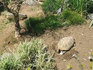 Eiablage einer Griechischen Landschildkröte