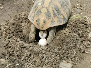 Eier werden in die Grube gelegt
