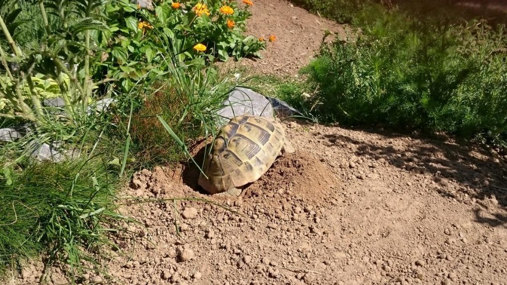 Landschildkröte gräbt Eigrube