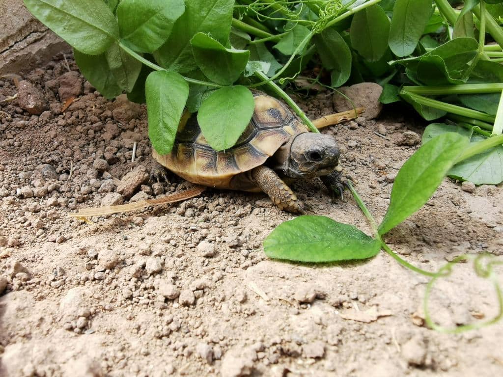 Landschildkroete Einjaehrige Nachzucht