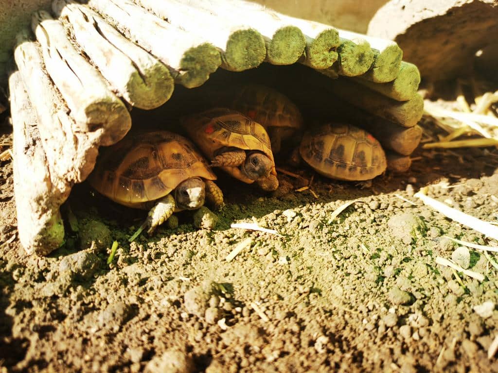 Landschildkroeten verstecken sich oft gemeinsam