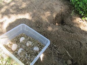 Eier aus der Eigrube geborgen und in Vermiculite gelegt
