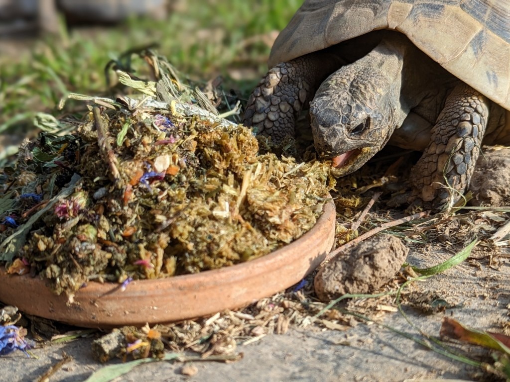 Agrobs und Blüten - ideales Schildkrötenfutter