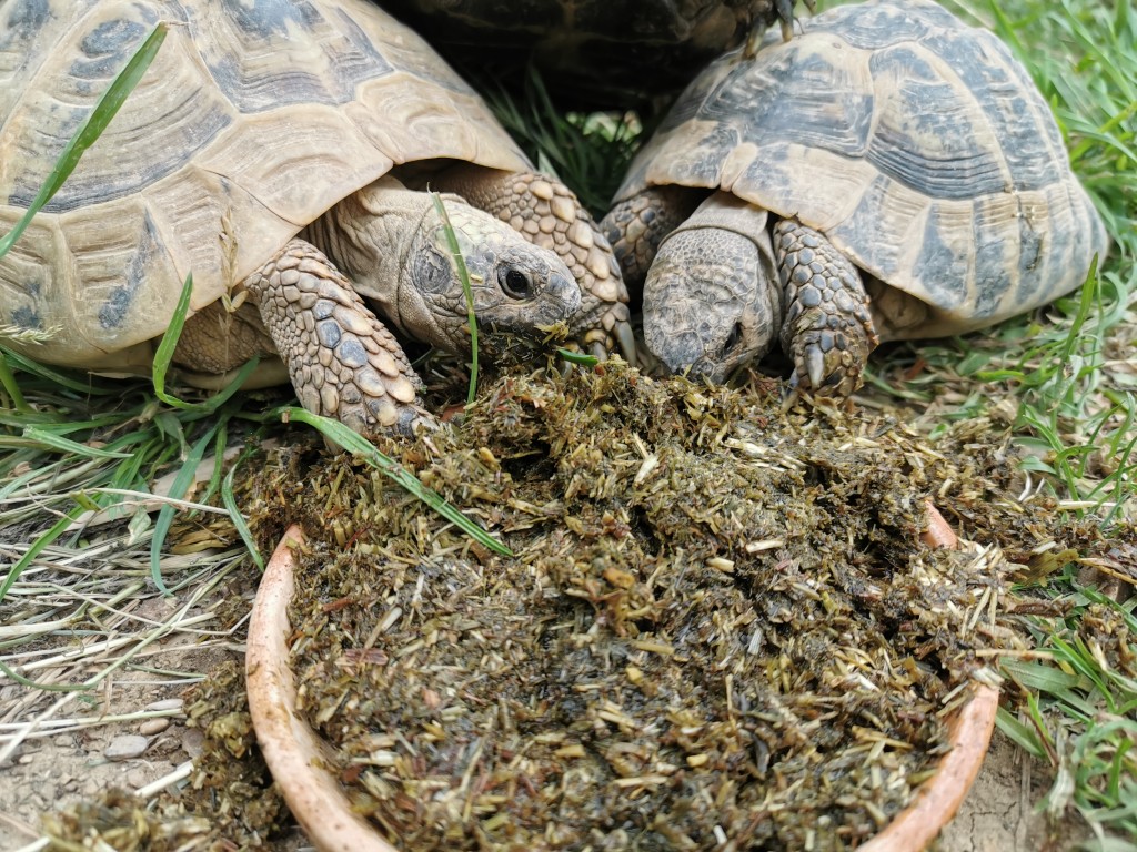 Grundfutter für Landschildkröten: Agrobs Kräuterheu