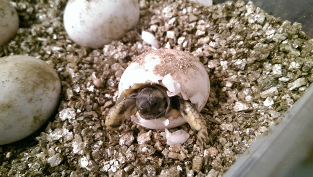 Landschildkröte schlüpft im Brutkasten