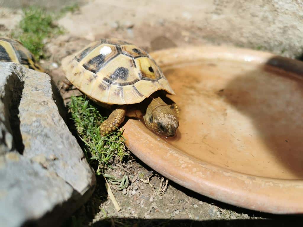 Landschildkröte trinkt Wasser