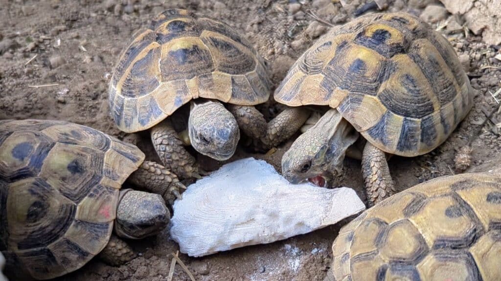 Landschildkröten fressen Sepia-Schale. So geht natürliche Calcium-Aufnahme