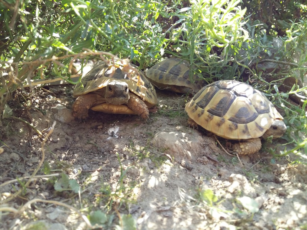 Schildkröten im Halbschatten in ihrem artgerechten gehege