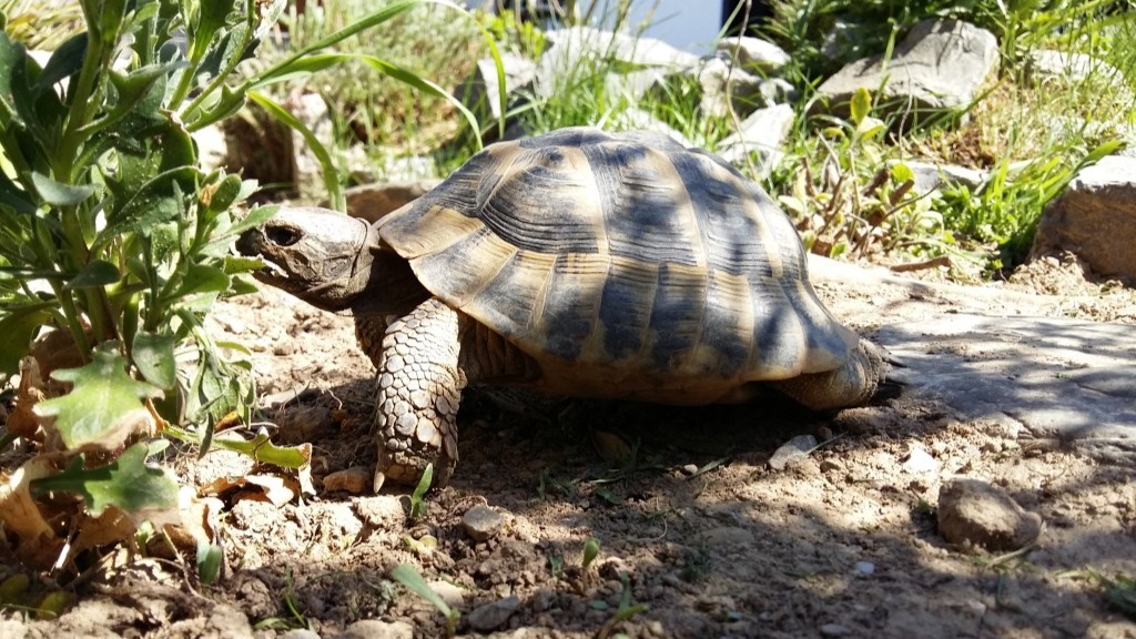 Gesunde griechische Landschildkröte im Gehege