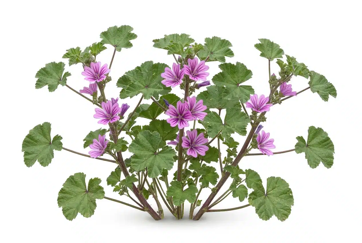 Wilde Malve - Aber auch die Mochus-Malve und Weg-Malve ist hervorragendes Futter