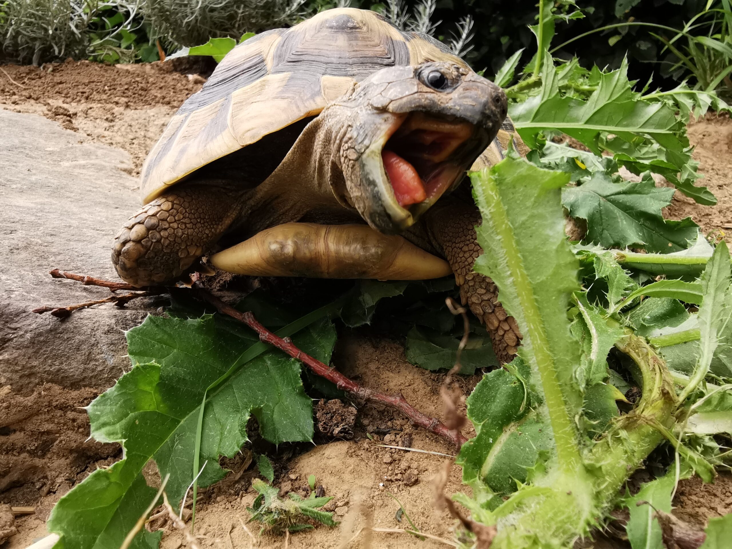 hungrige Landschildkröte