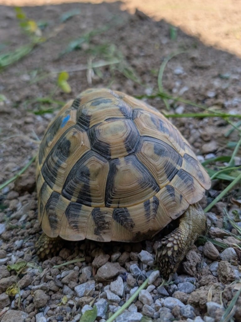 schön gewachsenes Weibchen der Griechischen Landschildkröte